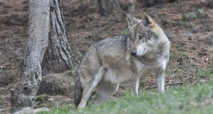 In Tirolo aumentano gli abbattimenti di lupi e crollano le predazioni
