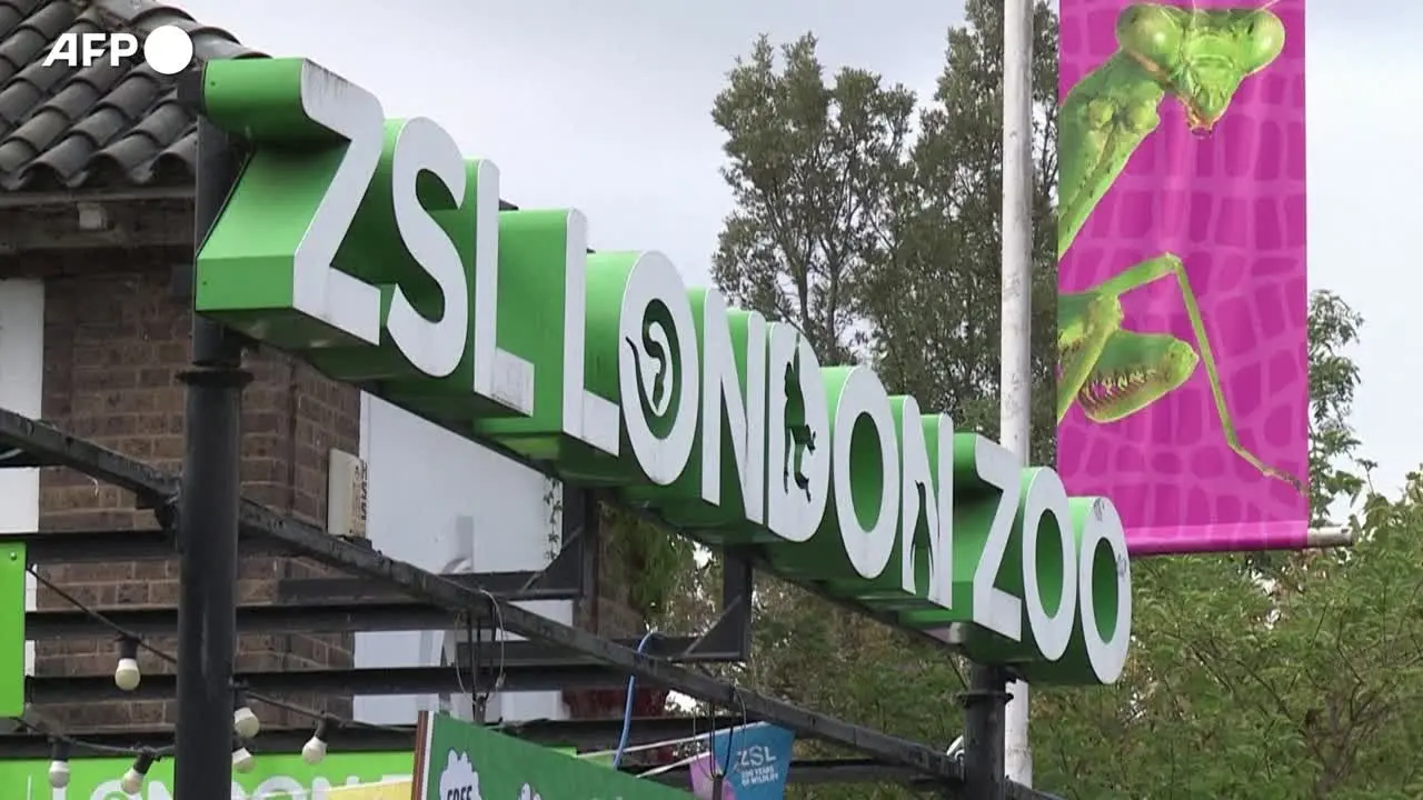 Londra, la pesatura annuale degli animali dello zoo: \"I pinguini tra i più impegnativi\"