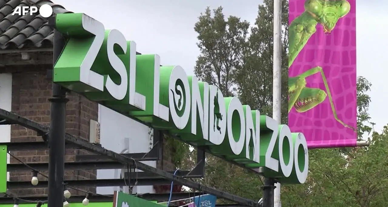 Londra, la pesatura annuale degli animali dello zoo: \"I pinguini tra i più impegnativi\"