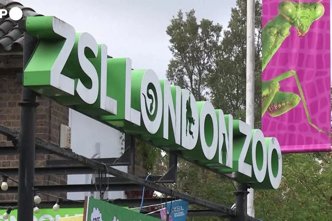 Londra, la pesatura annuale degli animali dello zoo: \"I pinguini tra i più impegnativi\"