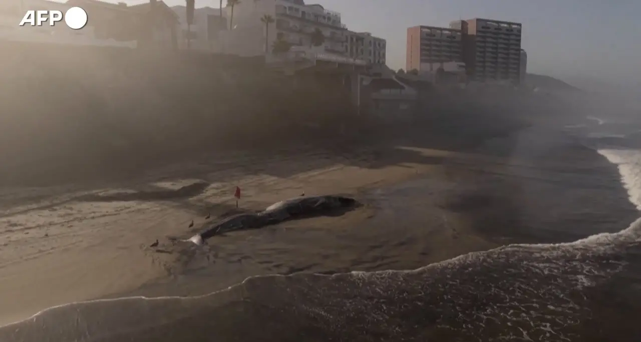Messico, una balena si arena su una spiaggia di Tijuana