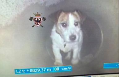 Roki, il Jack Russell di 15 anni, salvato dai pompieri dopo essere rimasto intrappolato