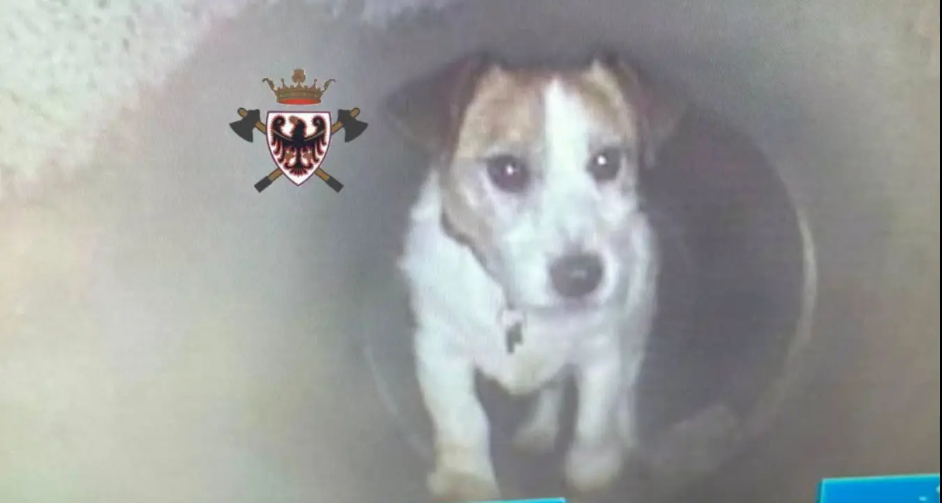 Roki, il Jack Russell di 15 anni, salvato dai pompieri dopo essere rimasto intrappolato