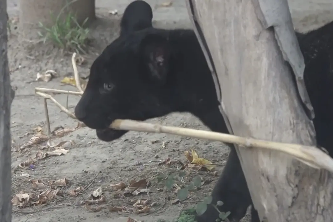 Record di nascite allo zoo di Napoli per 'colpa' del caldo, ecco Parthenope