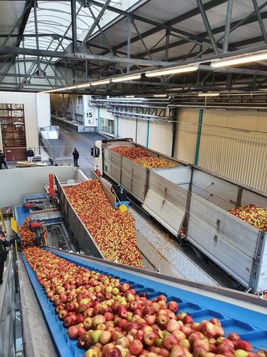 Mele, il consorzio Vog chiude l’esercizio in crescita: fatturato a quota 177 milioni