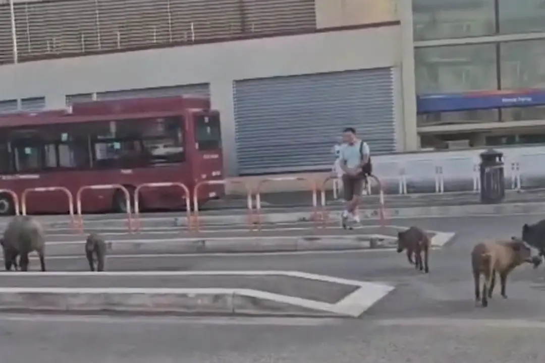 Roma, cinghiali \"a spasso\" alla fermata degli autobus di Prima Porta