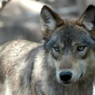 Lupi, nuovo decreto per l’abbattimento. La rabbia animalista