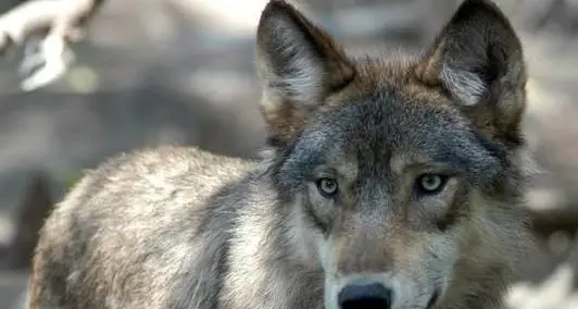 Lupi, nuovo decreto per l’abbattimento. La rabbia animalista
