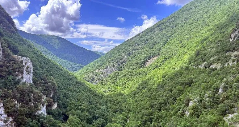 Alpi sempre più verdi, ma è un allarme: le piante d’alta quota stanno scomparendo