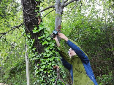 Uccelli, microfoni e IA per monitorare la biodiversità