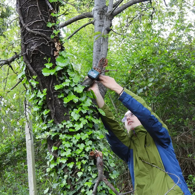 Uccelli, microfoni e IA per monitorare la biodiversità
