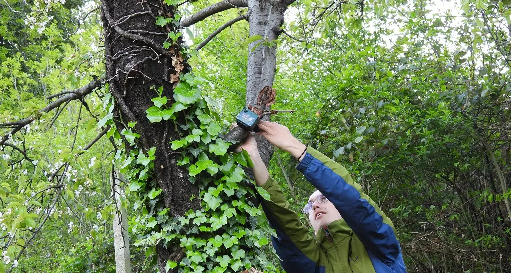 Uccelli, microfoni e IA per monitorare la biodiversità