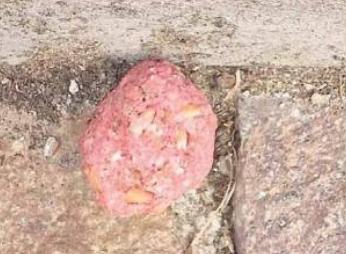 Proprietari di cani in allarme, trovate 19 polpette avvelenate