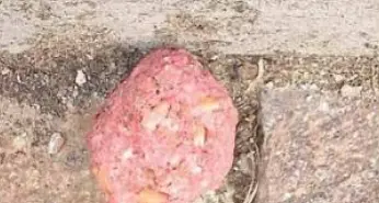 Proprietari di cani in allarme, trovate 19 polpette avvelenate