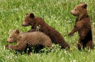 Sembrava un cucciolo d’orso, ma era un gatto: falso allarme a San Cassiano