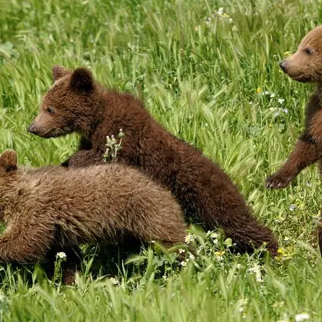 Sembrava un cucciolo d’orso, ma era un gatto: falso allarme a San Cassiano