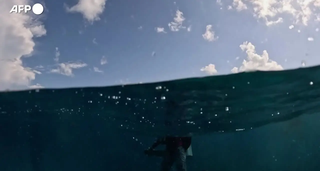 Florida, scienziati piantano coralli più resistenti al riscaldamento degli oceani