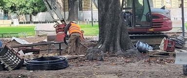 Bolzano, sicurezza degli alberi: «Serve chiarezza»