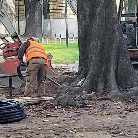 Bolzano, sicurezza degli alberi: «Serve chiarezza»