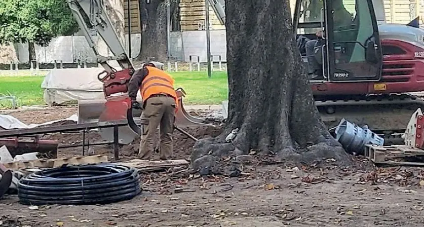 Bolzano, sicurezza degli alberi: «Serve chiarezza»