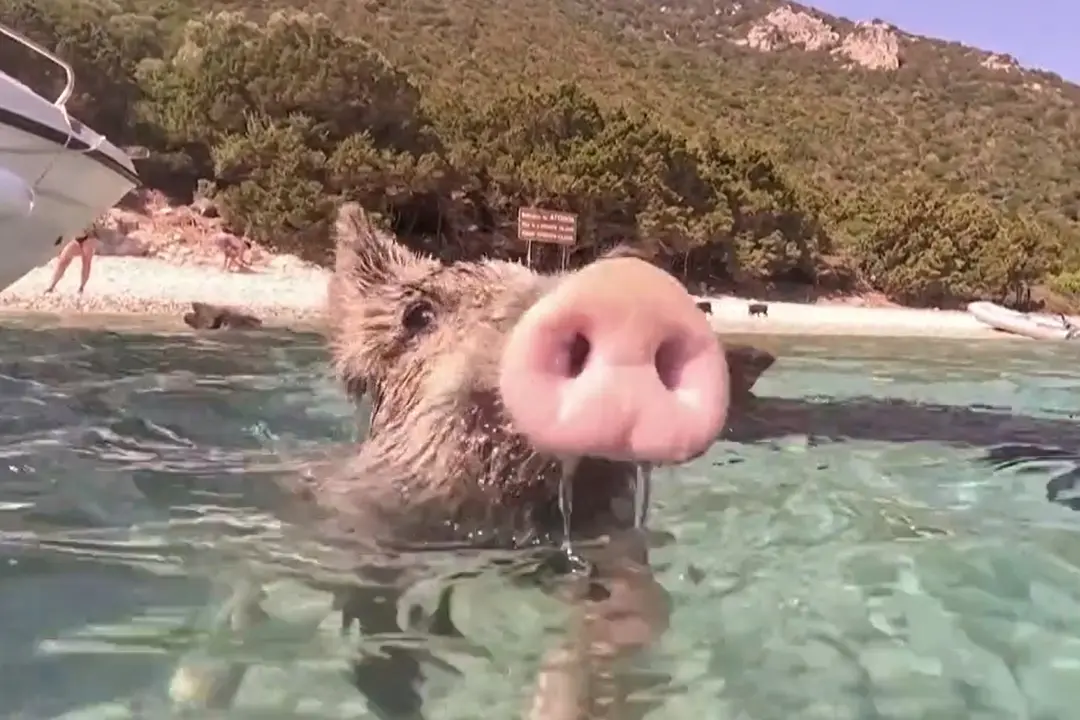 Grecia, al mare con maiali e maialini (golosi ed eccellenti nuotatori)