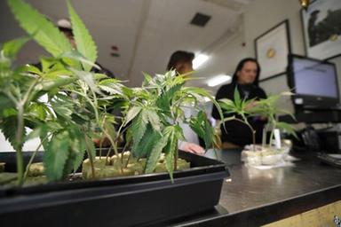 Cannabis terapeutica, bocciato il disegno di legge di Team K: «Pazienti lasciati soli»