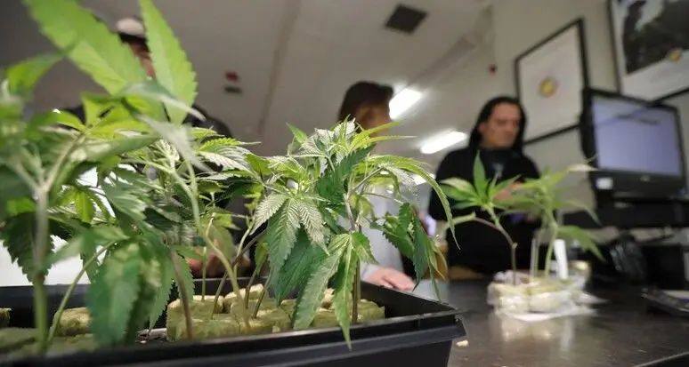 Cannabis terapeutica, bocciato il disegno di legge di Team K: «Pazienti lasciati soli»