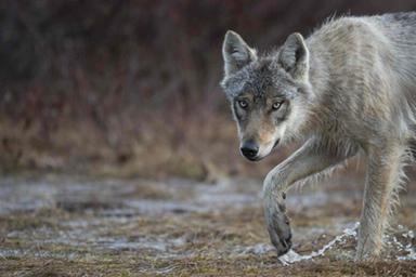 Lupo, il Tar ferma il terzo abbattimento in Alto Adige