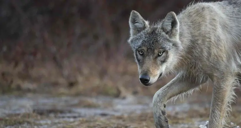 Lupo, il Tar ferma il terzo abbattimento in Alto Adige