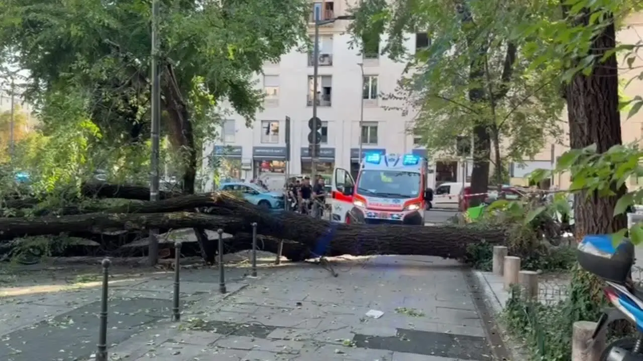 Milano, albero cade in piazza Risorgimento: tre feriti lievi