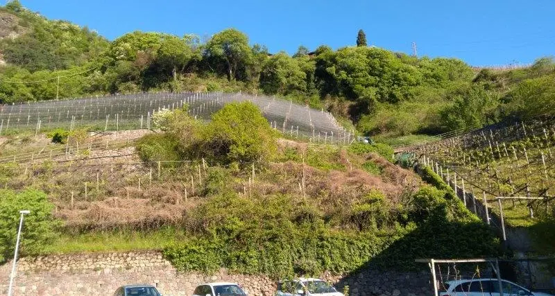 Frutteti abbandonati, scatta l’obbligo di segnalazione: rischio infestazioni per le colture altoatesine