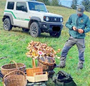 Confiscati 50 chilogrammi di funghi a un'unica persona