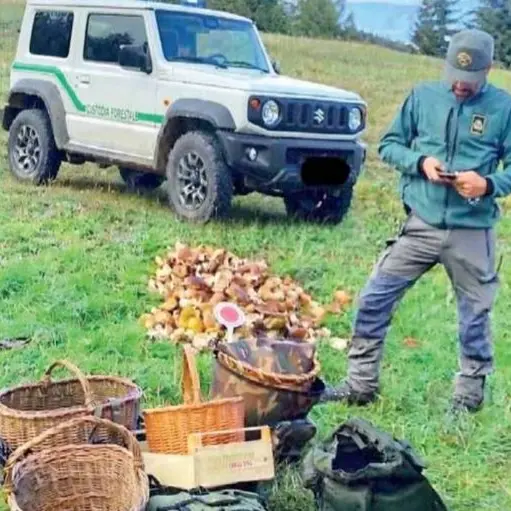 Confiscati 50 chilogrammi di funghi a un'unica persona