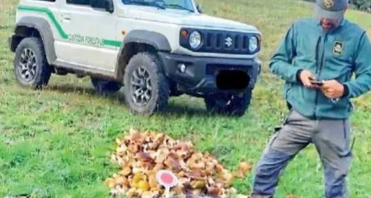 Confiscati 50 chilogrammi di funghi a un'unica persona