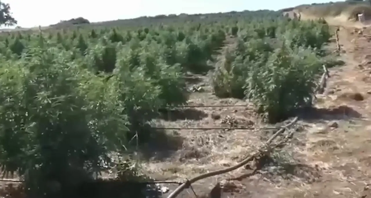 Sgominate due bande che producevano e spacciavano droga