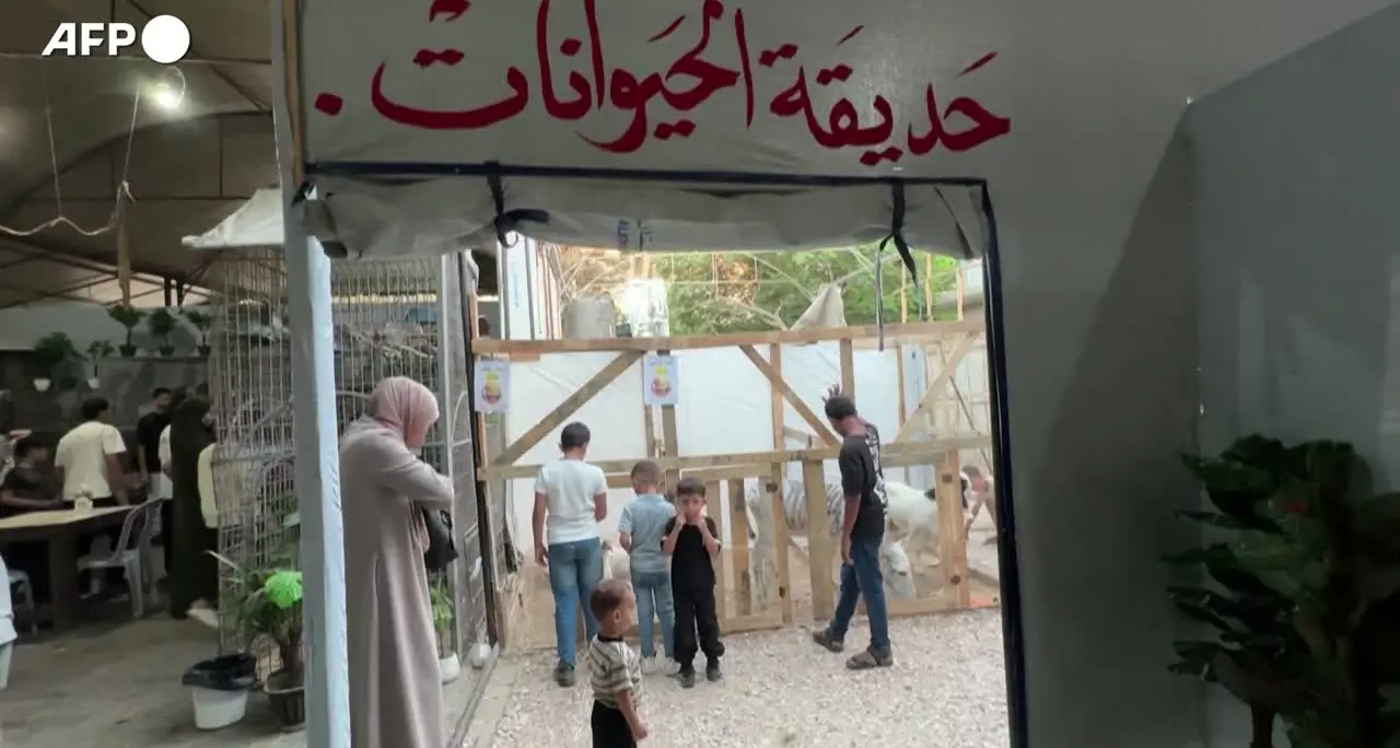 Gaza, allo zoo la nuova attrazione è una \"finta zebra\"