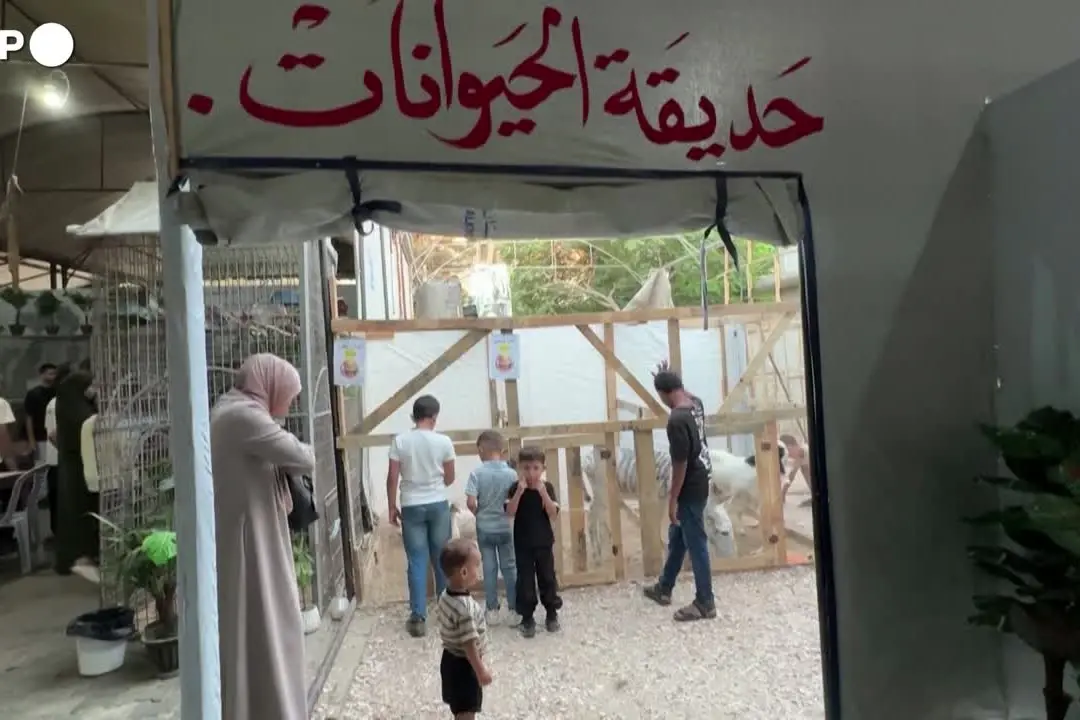 Gaza, allo zoo la nuova attrazione è una \"finta zebra\"