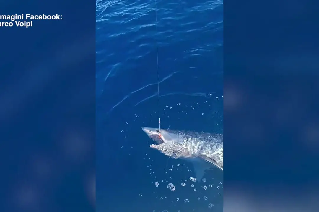 Grande squalo mako catturato davanti al porto di Livorno, poi si libera