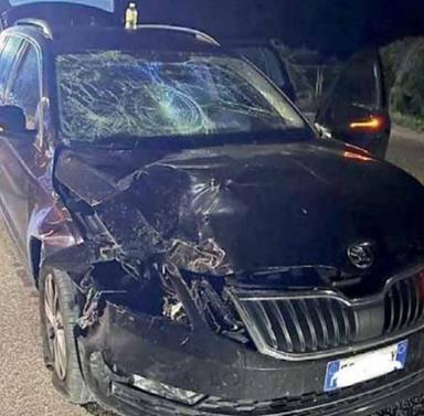 Rio Pusteria: cervo travolto e ucciso dall'auto, guidatore illeso per miracolo