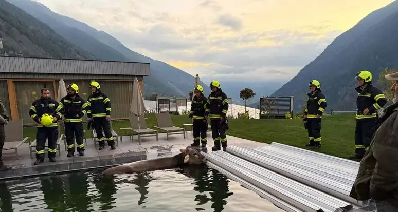 Mucca finisce in una piscina di un hotel benessere in Alto Adige