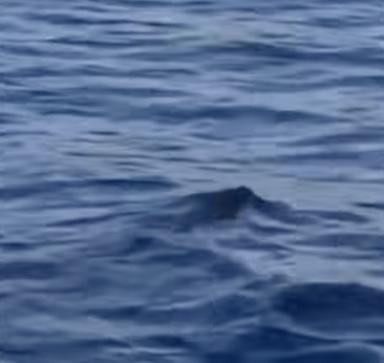 Cinghiale in mezzo al Garda, la sorprendente traversata tra le onde