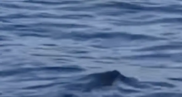 Cinghiale in mezzo al Garda, la sorprendente traversata tra le onde