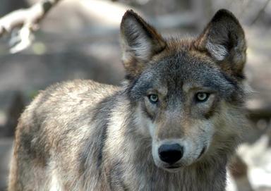 Lupo, anche l’Alto Adige nel fronte alpino che chiede interventi sugli esemplari dannosi