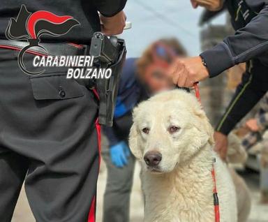Cani malati, gatti denutriti tra sporcizia e ratti: i carabinieri salvano 46 animali
