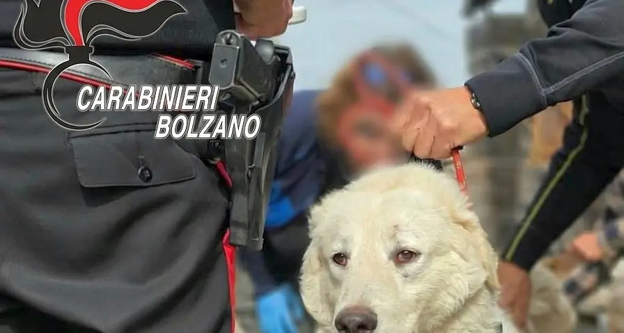 Cani malati, gatti denutriti tra sporcizia e ratti: i carabinieri salvano 46 animali