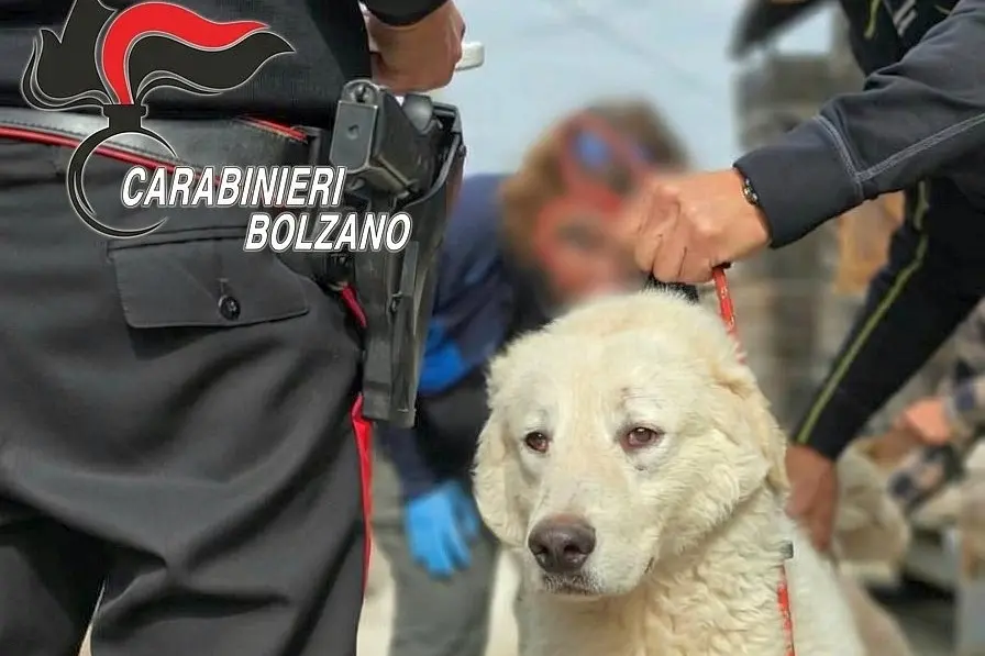 Cani malati, gatti denutriti tra sporcizia e ratti: i carabinieri salvano 46 animali