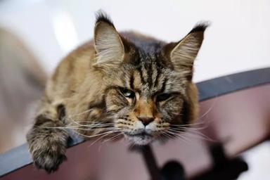 Gatto trovato ustionato nel parco, sarebbe stato cosparso di vodka e dato alle fiamme