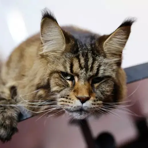 Gatto trovato ustionato nel parco, sarebbe stato cosparso di vodka e dato alle fiamme