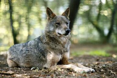 Lupi in Alto Adige, il tribunale ferma l'abbattimento del terzo esemplare