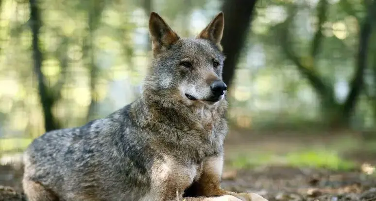 Lupi in Alto Adige, il tribunale ferma l'abbattimento del terzo esemplare